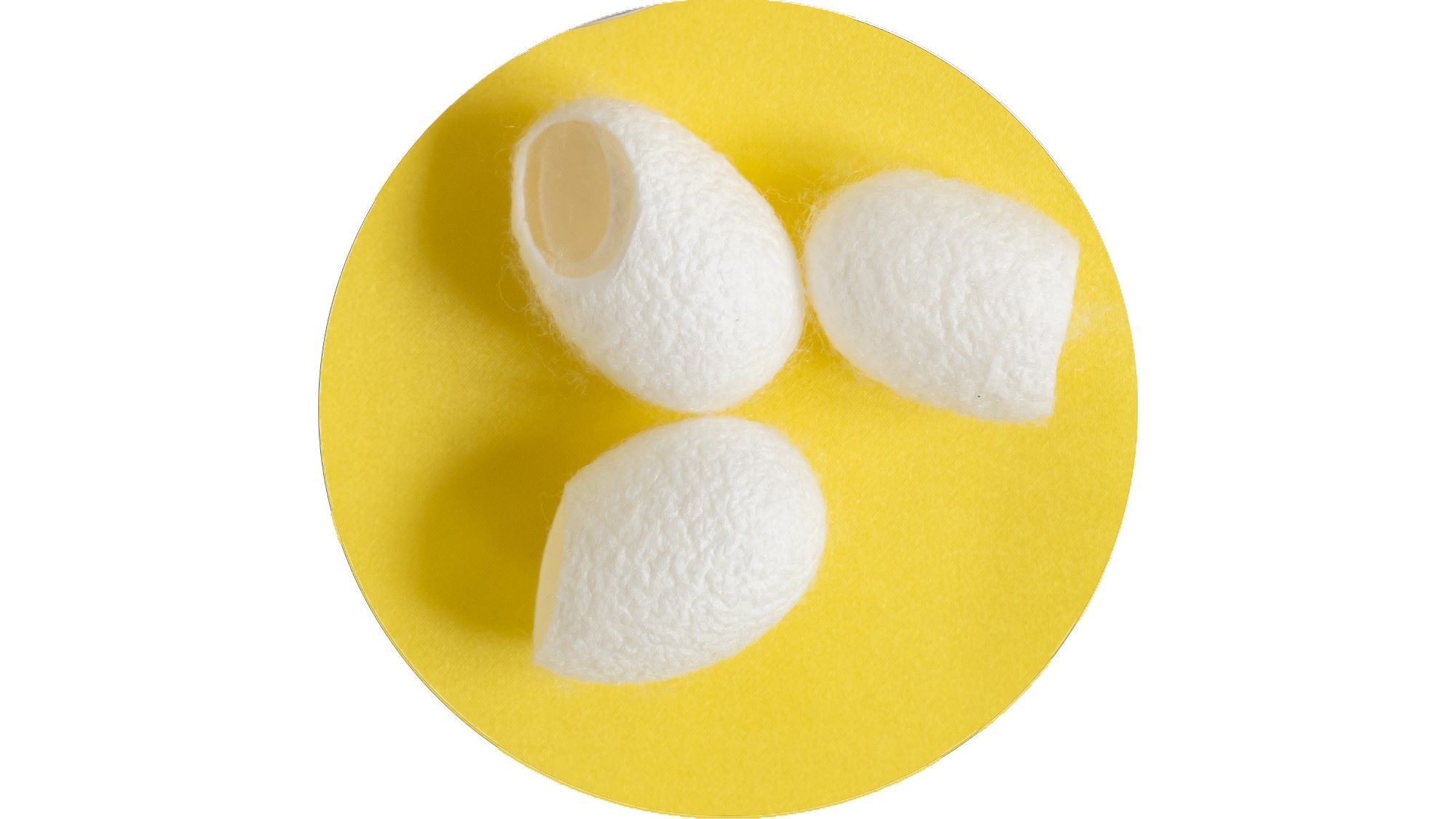 Holistic Silk pure silk beauty cocoons steam cleaned. Plumps and smooth skin