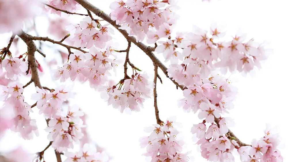 Light pink cherry blossom clusters hanging from thin tree branches.