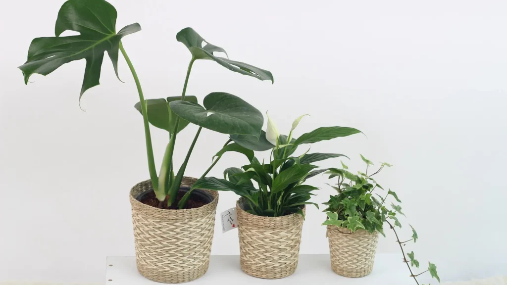 Three potted green houseplants in woven baskets arranged on a white bench