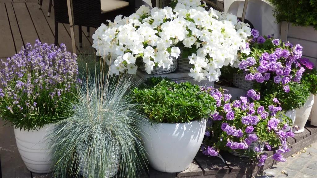 A group of potted flowering plants in white containers arranged outdoors on a wooden deck.