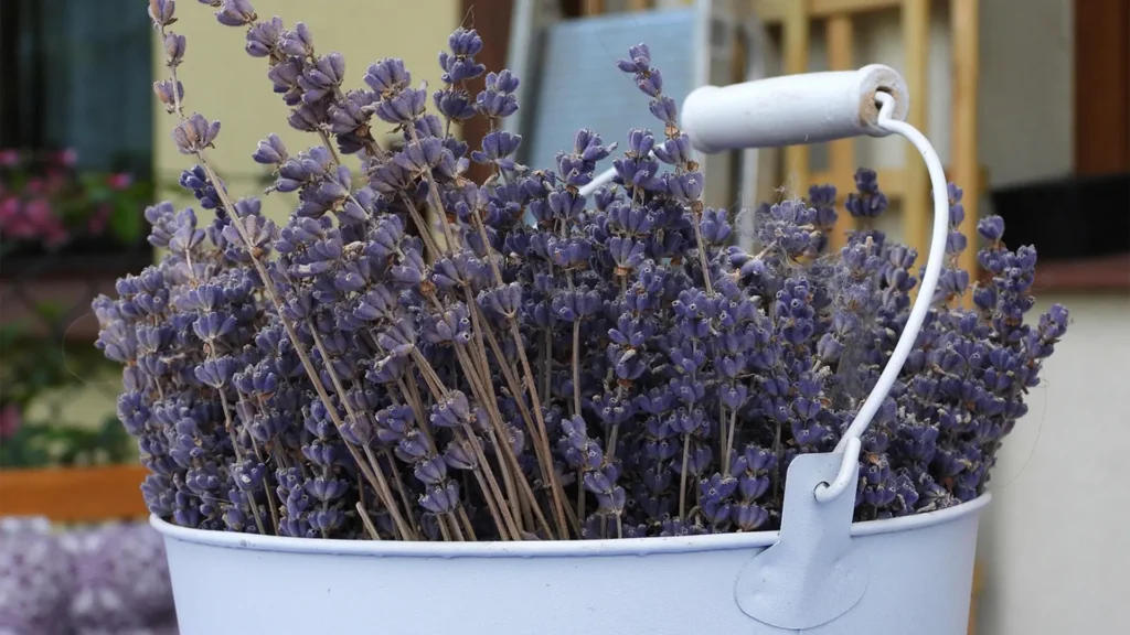 A bundle of dried lavender stems placed inside a white metal bucket