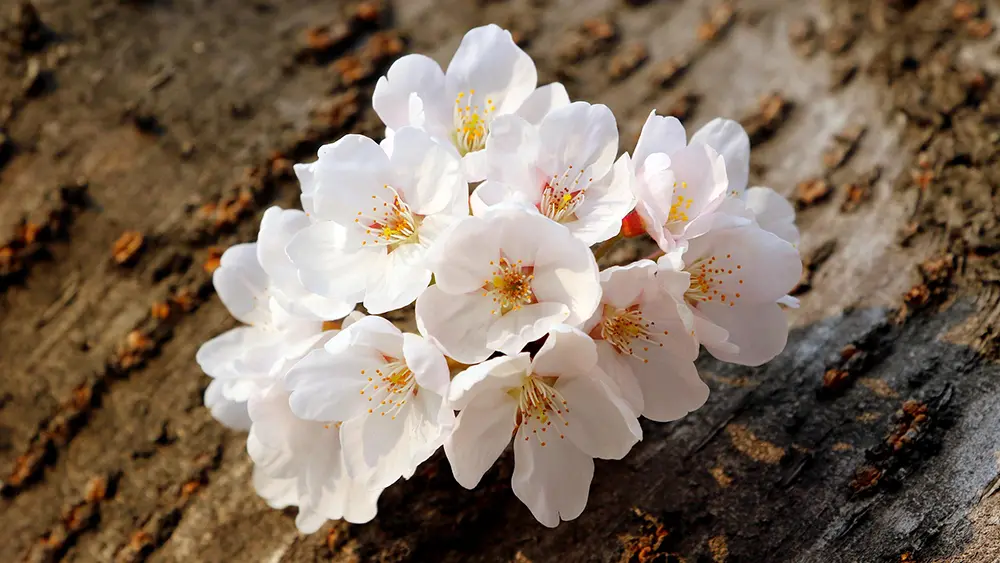 White cherry blossom cluster resting against textured brown tree bark.