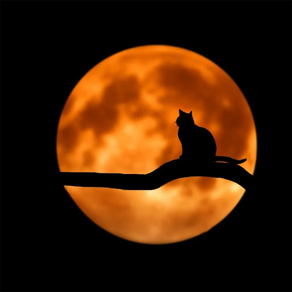 Silhouette of a cat sitting on a branch in front of a large orange full moon